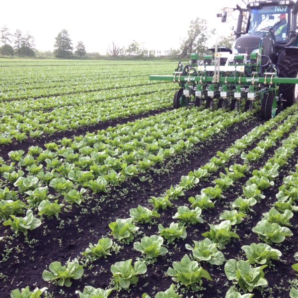 robotizovane-plecky-gs-may-14-6-row-lettuce-600x600.jpg
